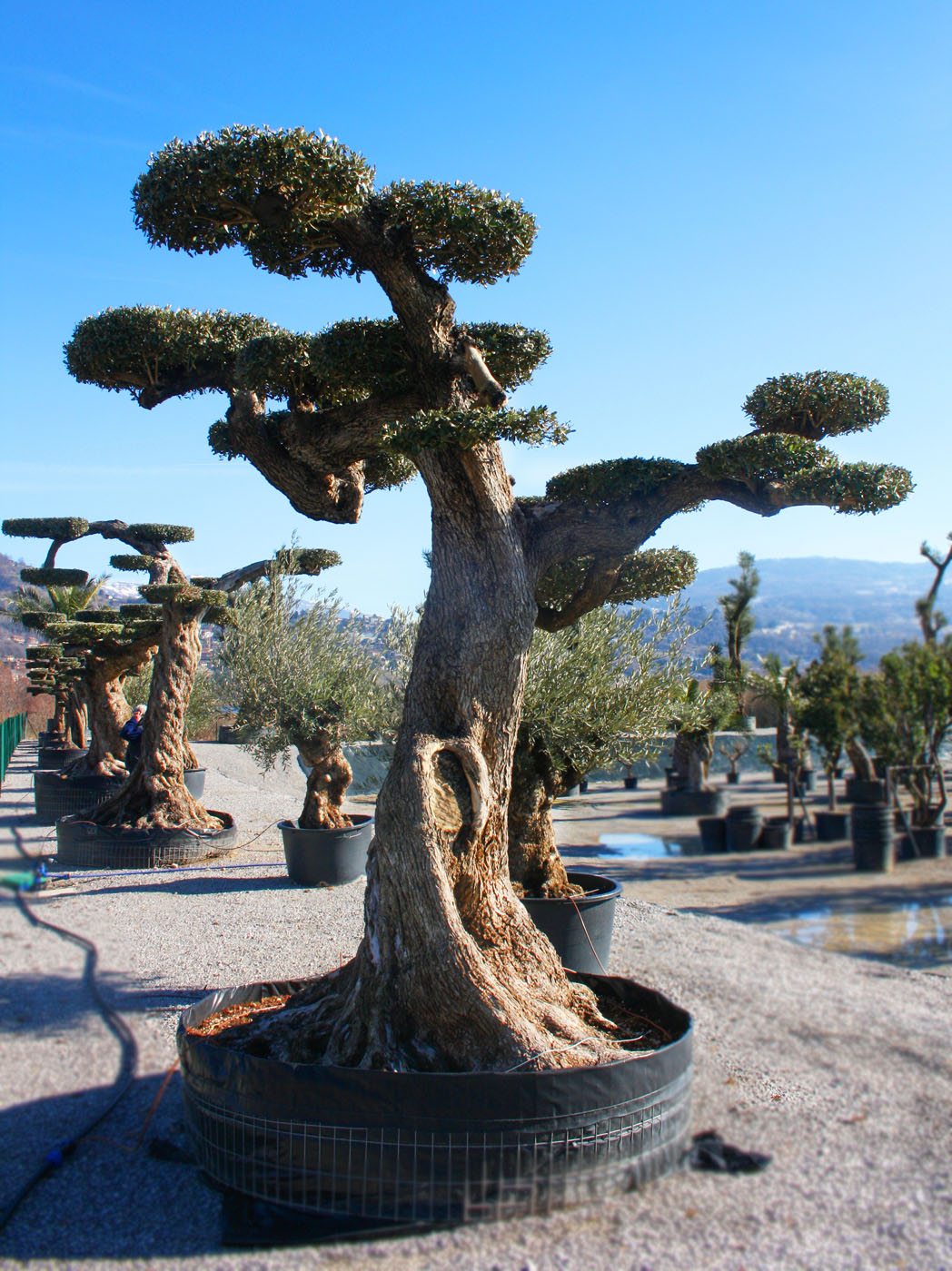 Ulivi bonsai | Rusconi Vivai